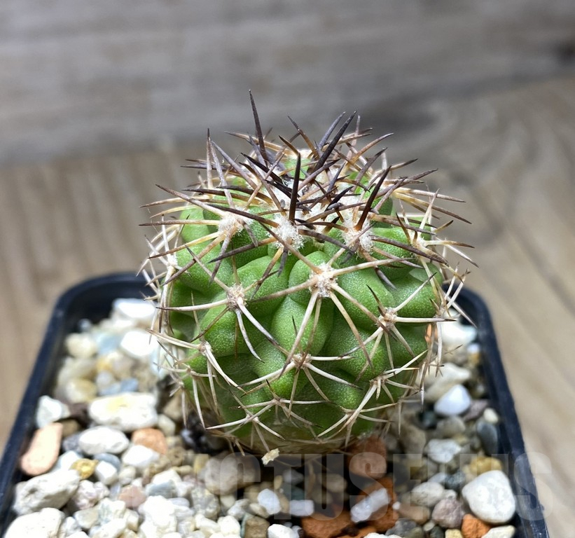 VVG29921 Copiapoa cinerescens -Barquito-