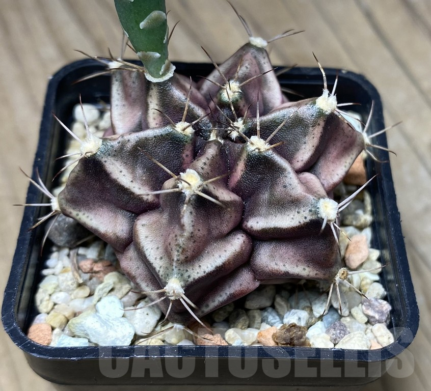 VVG29922 Gymnocalycium mihanivichii hybrid 6 ribs