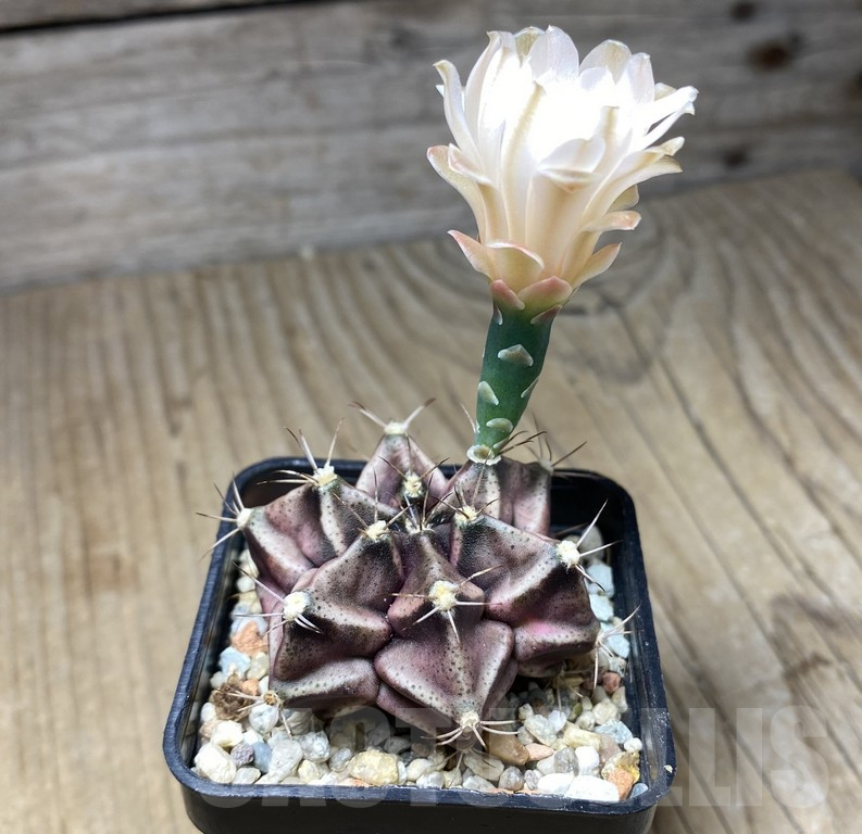 VVG29922 Gymnocalycium mihanivichii hybrid 6 ribs - immagine 2