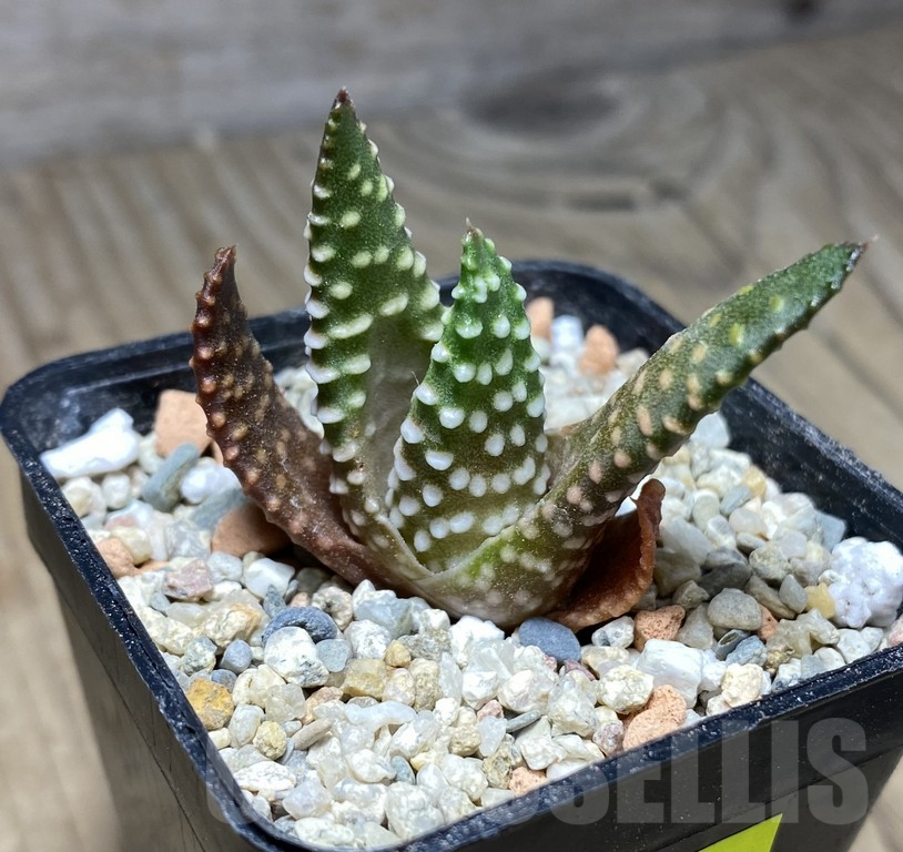 VVG29923 Haworthia maxima -Hear Worcester Airoport- - Obrázek 2