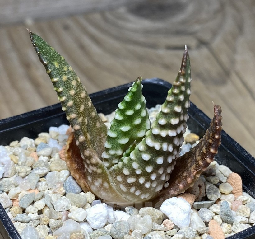 VVG29923 Haworthia maxima -Hear Worcester Airoport-
