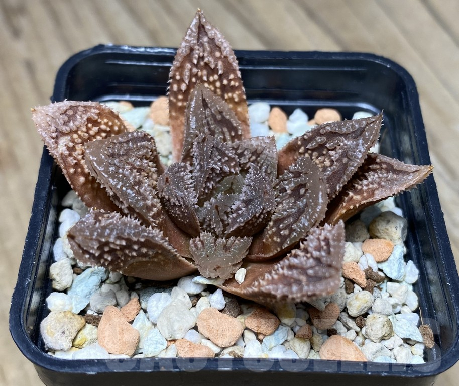 VVG29927 Haworthia 'Yulia' hybrid F2
