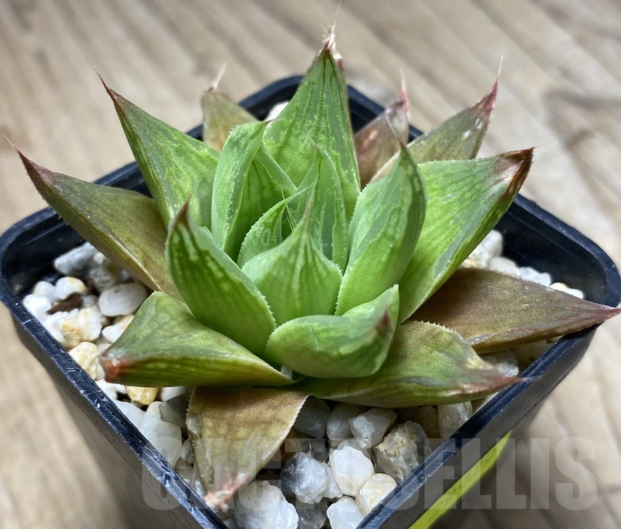 VVG29929 Haworthia retusa hybrid