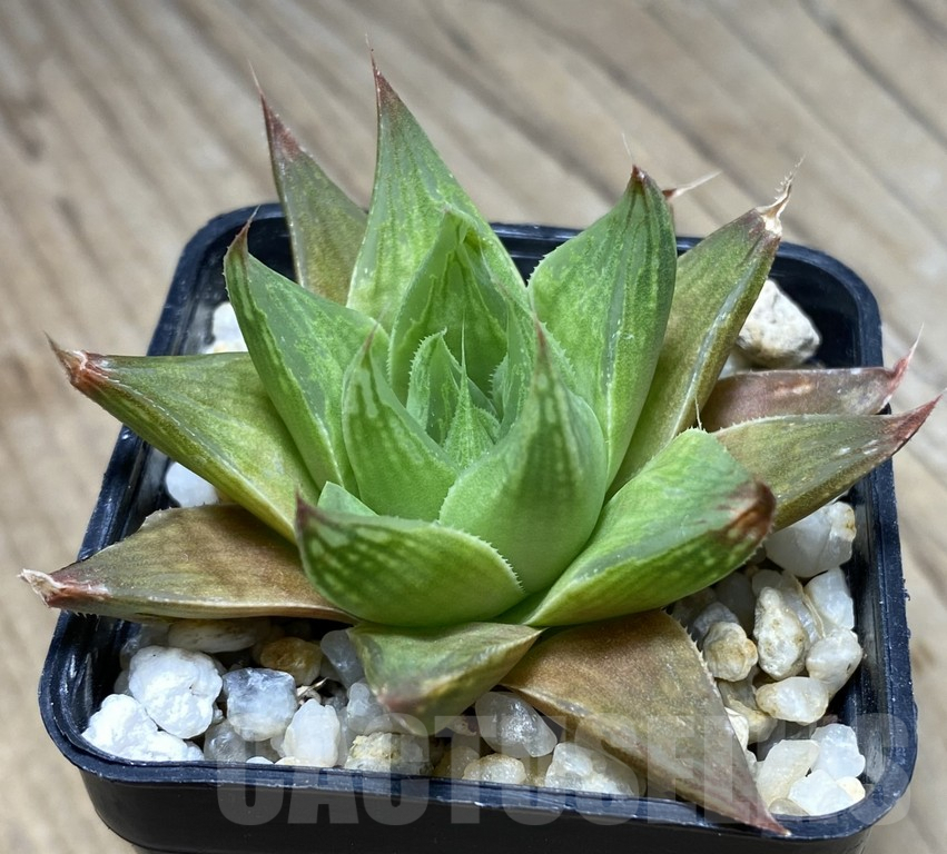 VVG29929 Haworthia retusa hybrid - immagine 2