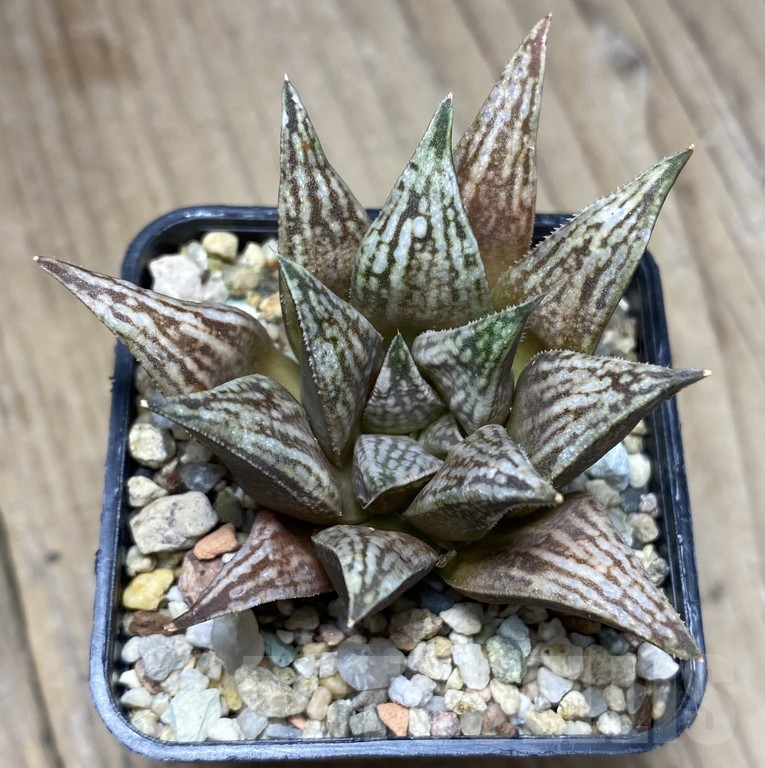 VVG29931 Haworthia ‘Metallica’ x ‘Anna Cocozza’ x splendens