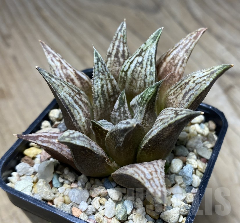 VVG29931 Haworthia ‘Metallica’ x ‘Anna Cocozza’ x splendens - immagine 2