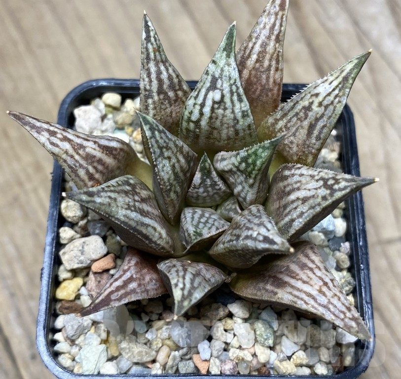 VVG29931 Haworthia ‘Metallica’ x ‘Anna Cocozza’ x splendens - immagine 3