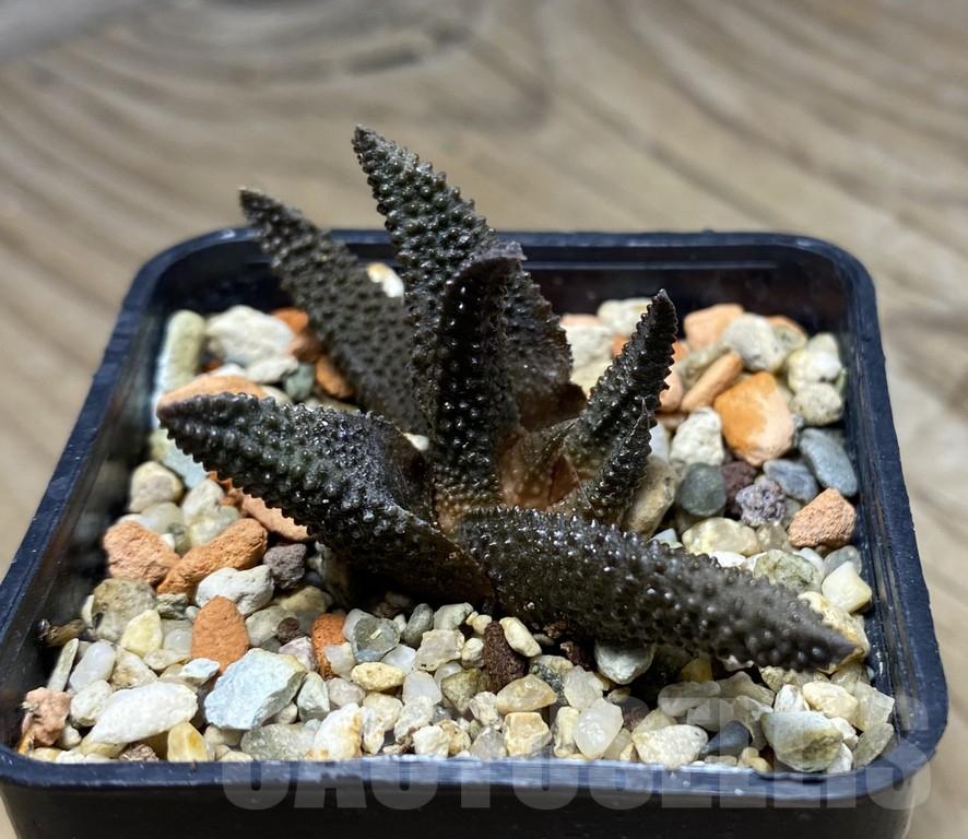 VVG29934 Haworthia scabra