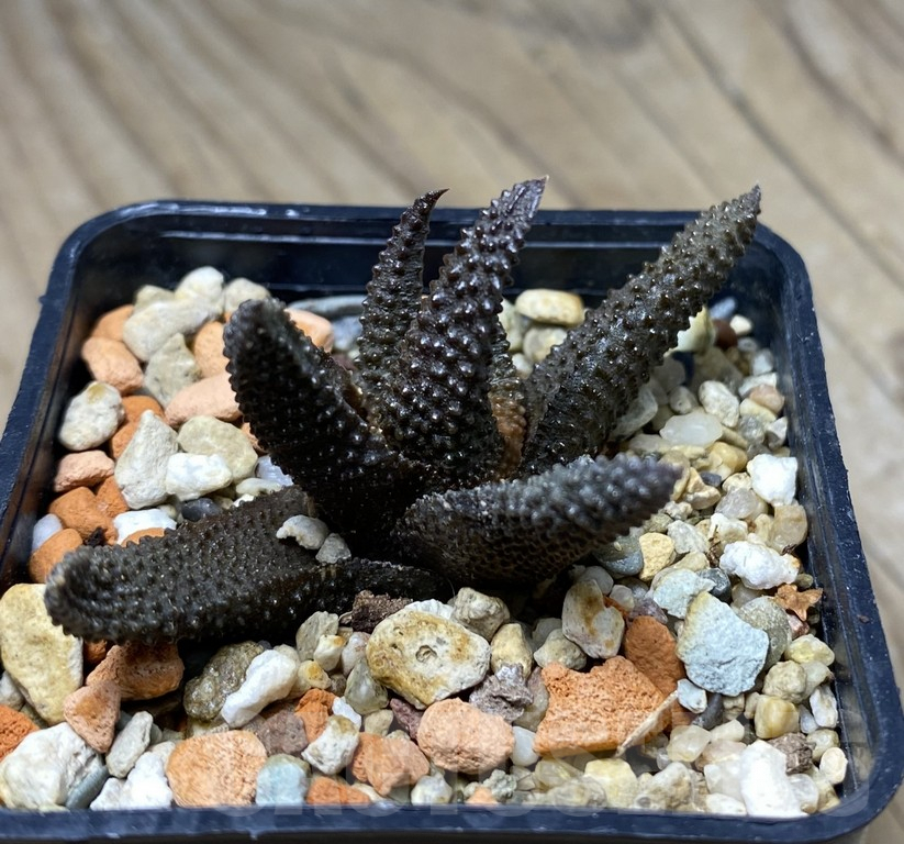 VVG29934 Haworthia scabra - Imagen 2