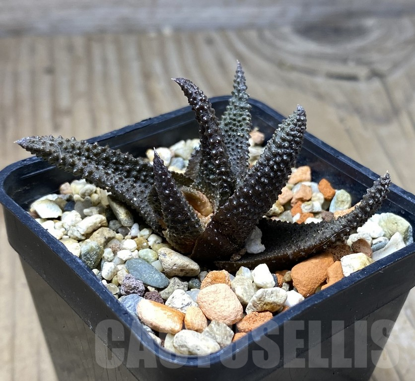 VVG29934 Haworthia scabra - Imagen 3