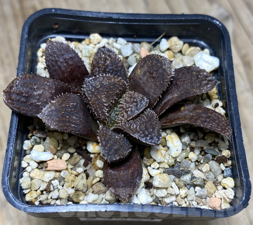 VVG29939 Haworthia ‘Chocolad’ x ‘Kegazato’ F2 - Imagen 2