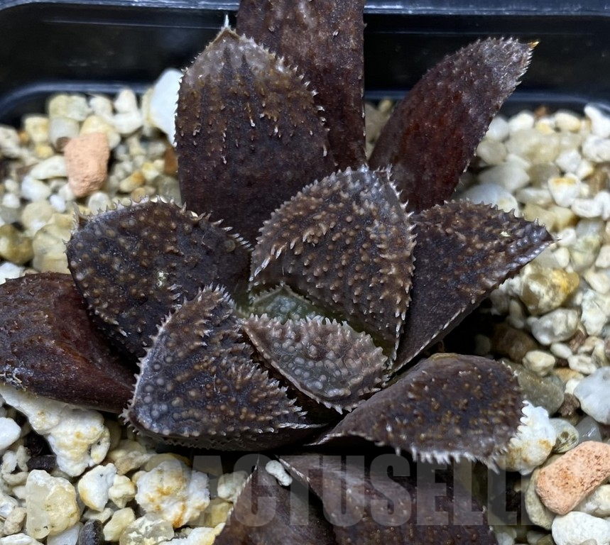 VVG29939 Haworthia ‘Chocolad’ x ‘Kegazato’ F2