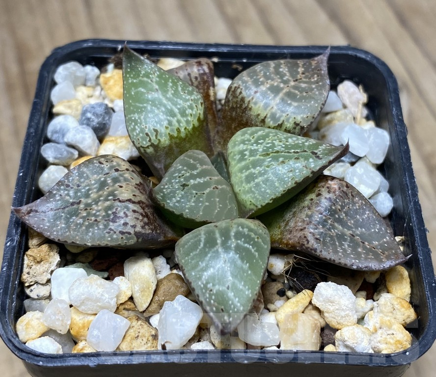VVG29940 Haworthia comptoniana ‘Select Form’ - Imagen 3