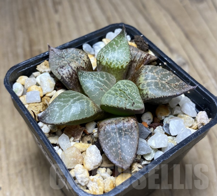 VVG29940 Haworthia comptoniana ‘Select Form’ - Imagen 2