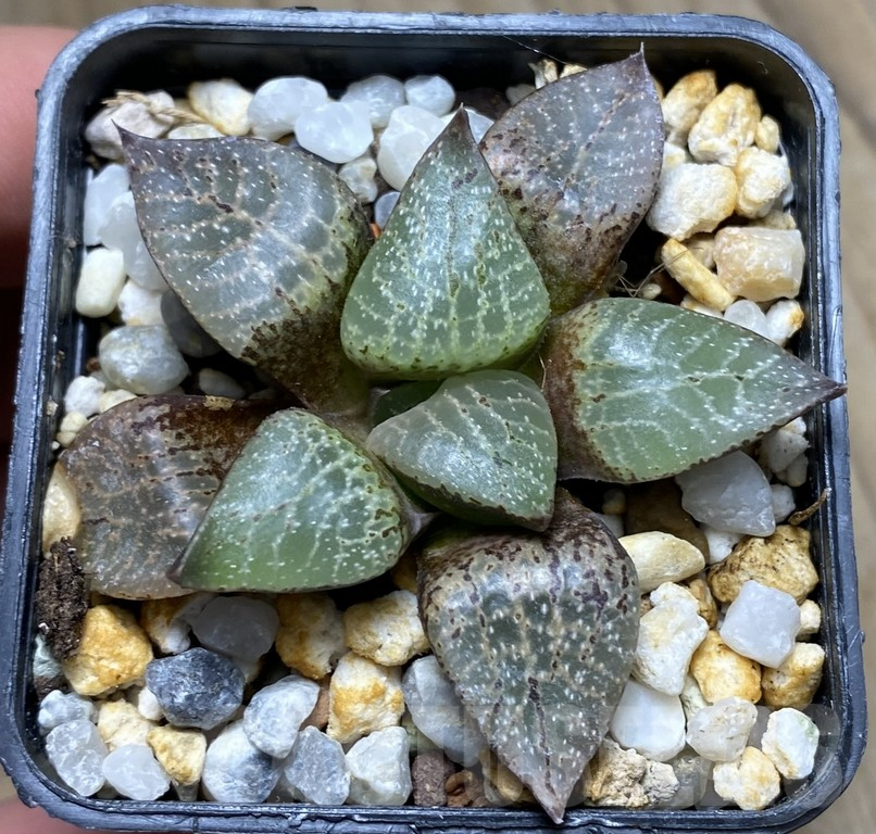 VVG29940 Haworthia comptoniana ‘Select Form’