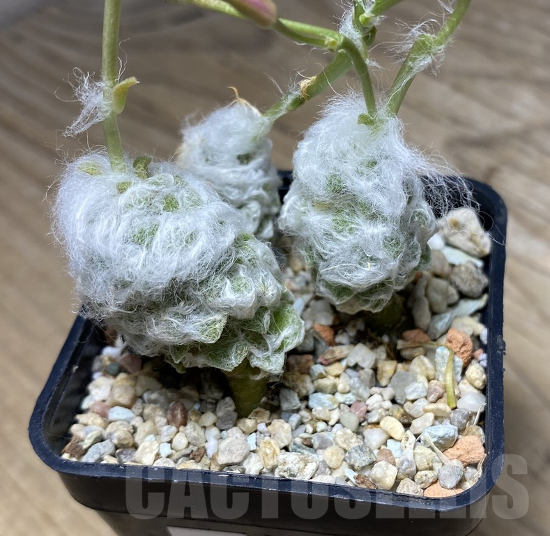 VVG29941 Anacampseros lanigera 3 plants - Imagen 2