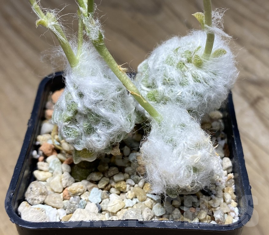 VVG29941 Anacampseros lanigera 3 plants