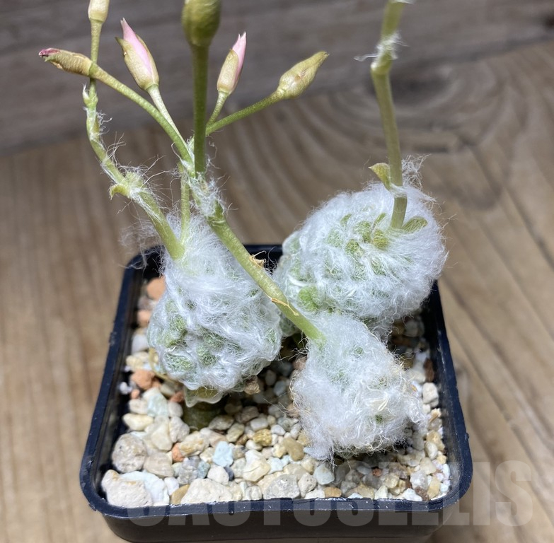 VVG29941 Anacampseros lanigera 3 plants - Imagen 3