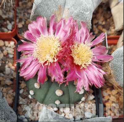 LOT157 50 SEEDS Astrophytum asterias pink/red flower 2024 - Imagen 3