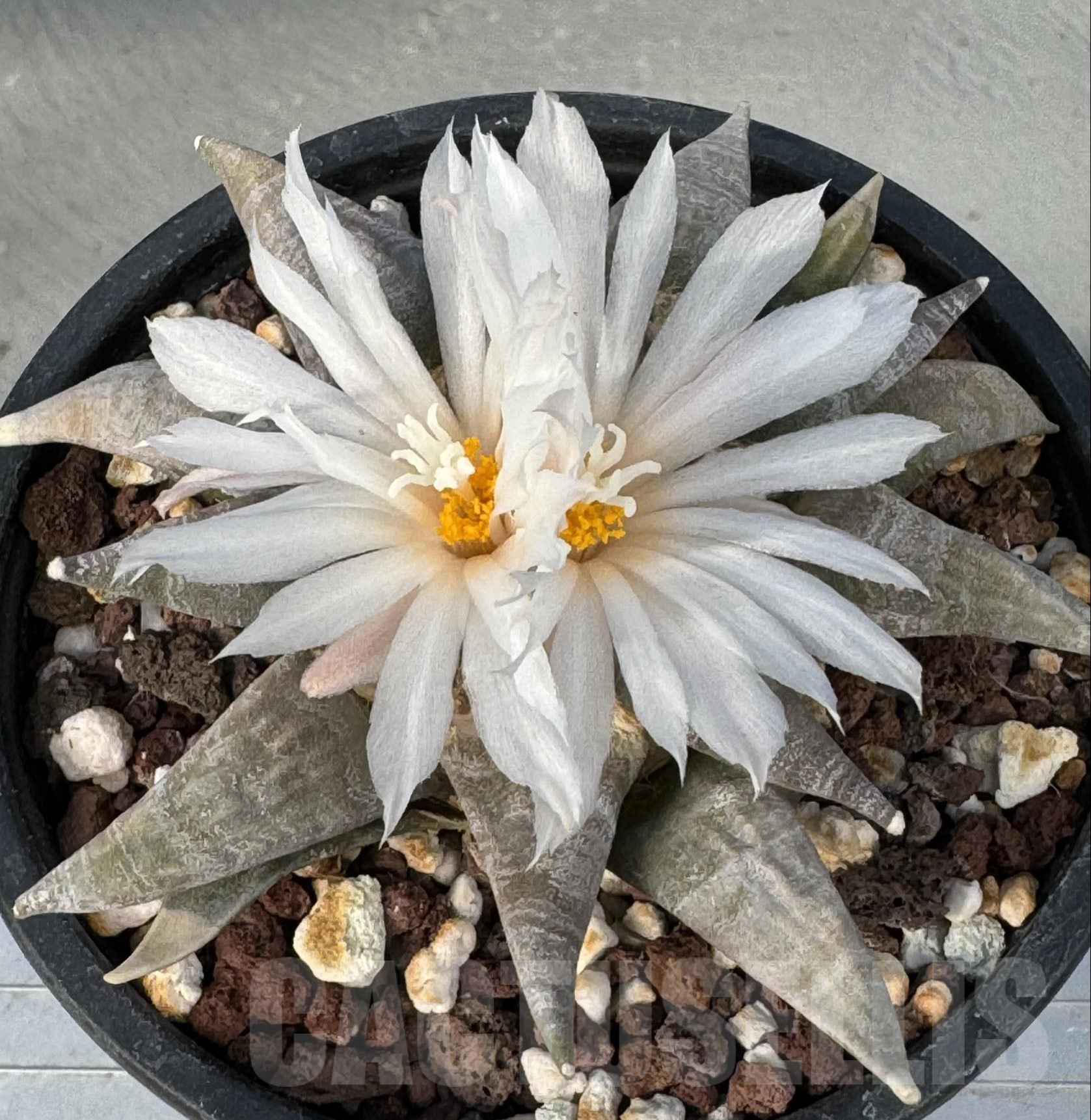 SH792 Ariocarpus retusus SB68 -San Luis Potosi, Coronel, Mexicó-