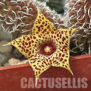 SHPR31474 Stapelianthus pilosus