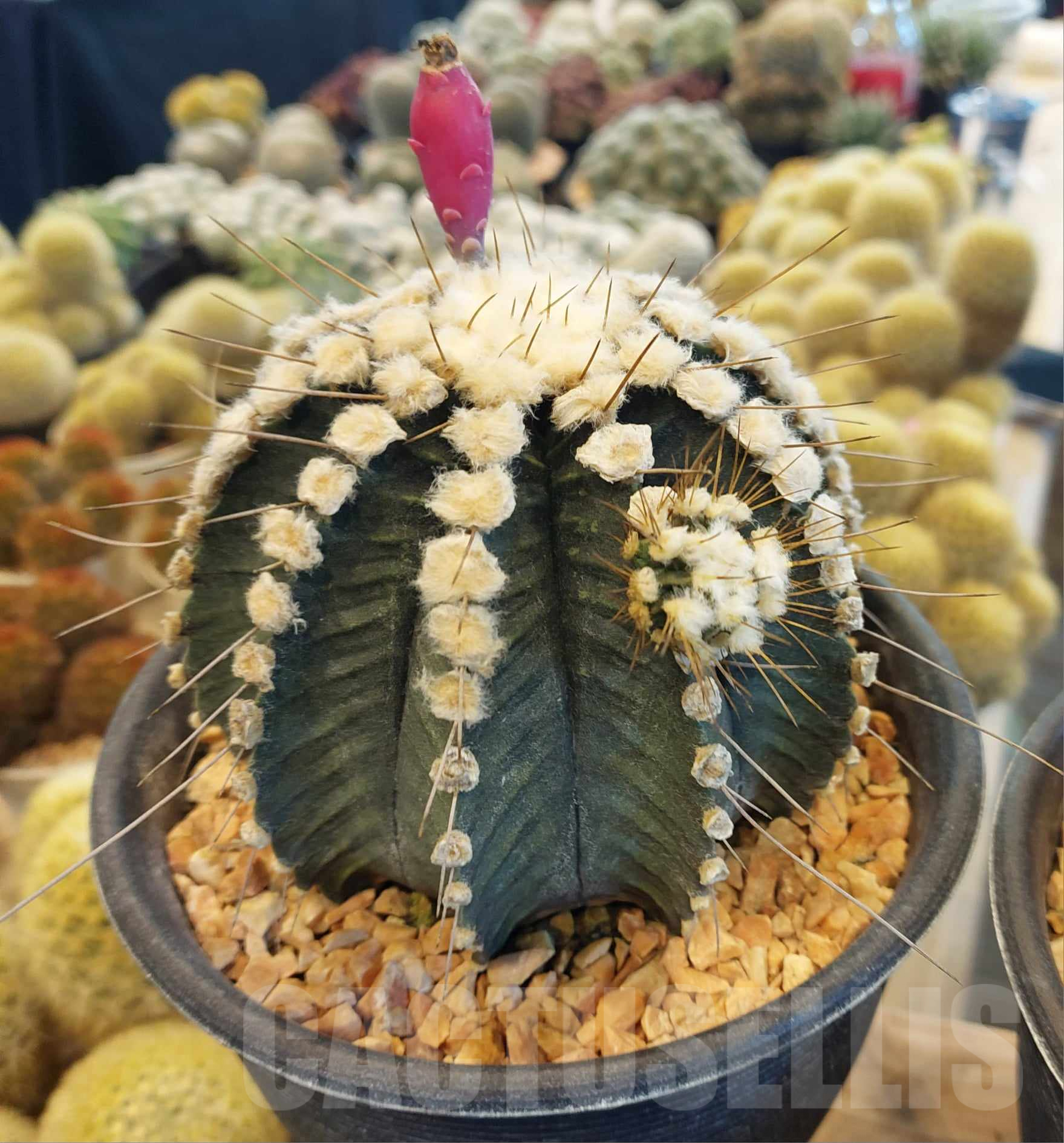 SHPR32766 Gymnocalycium mihanovichii ‘Uno spines' seedling