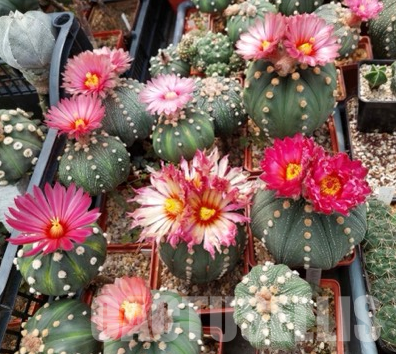 LOT157 50 SEEDS Astrophytum asterias pink/red flower 2024 - Imagen 4