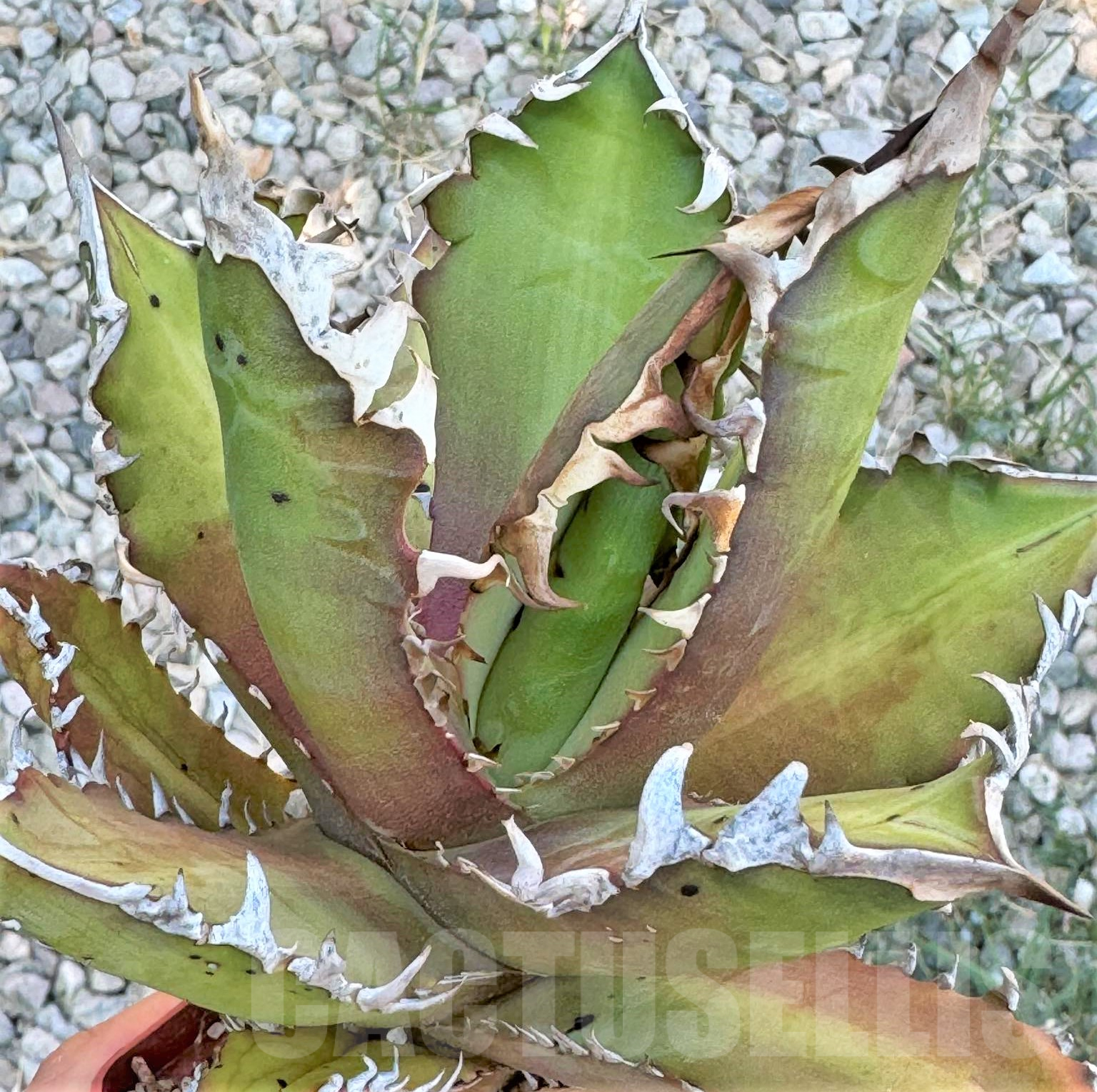 SHPR21958 Agave titanota 'Red Catweezle'