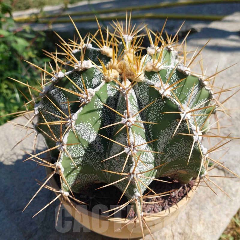 LOT725 10 SEEDS Astrophytum ornatum Rio Bagres 2024