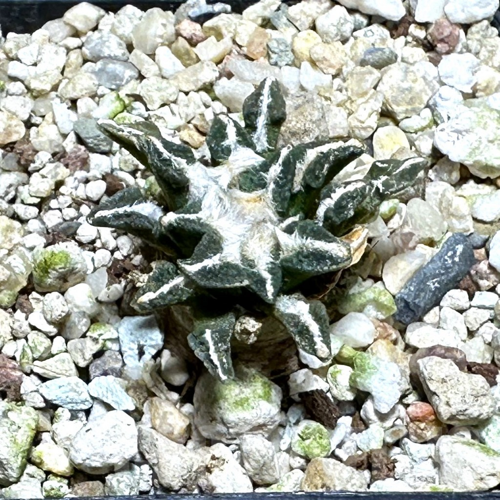 SHPR30454 Ariocarpus kotschoubeyanus