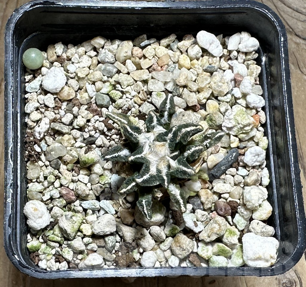 SHPR30454 Ariocarpus kotschoubeyanus - Зображення 2