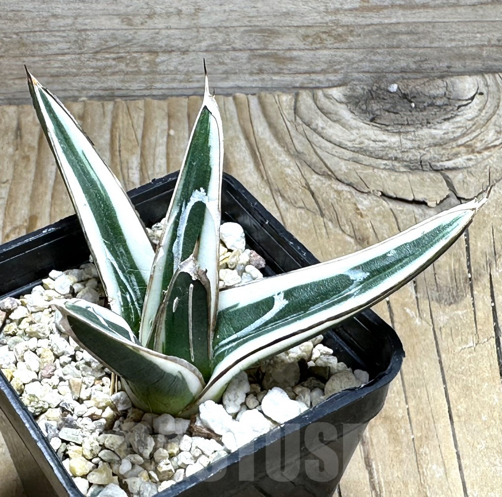 SHPR30455 Agave victoriae-reginae ‘White Rhino’