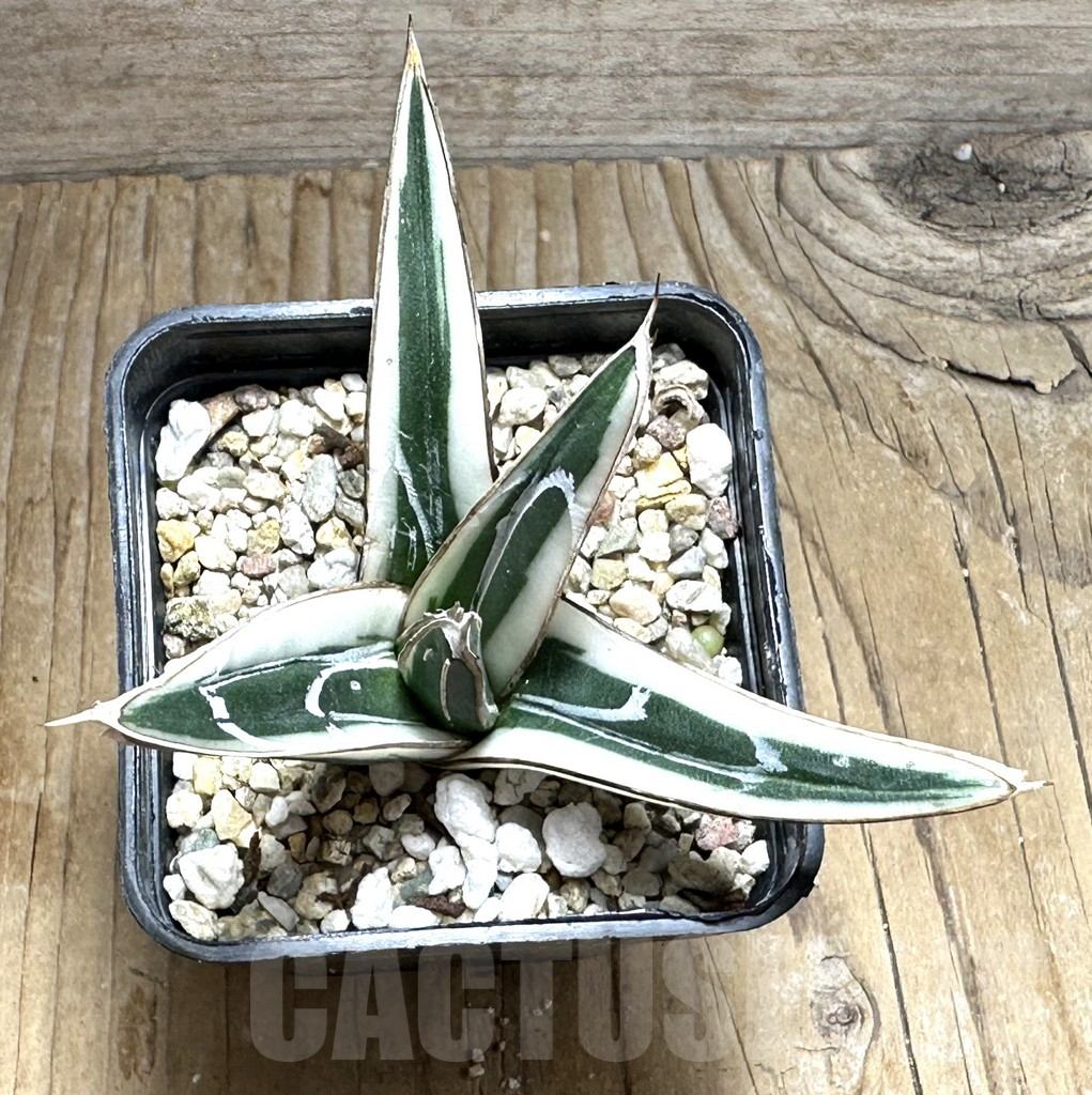 SHPR30455 Agave victoriae-reginae ‘White Rhino’ - Зображення 2