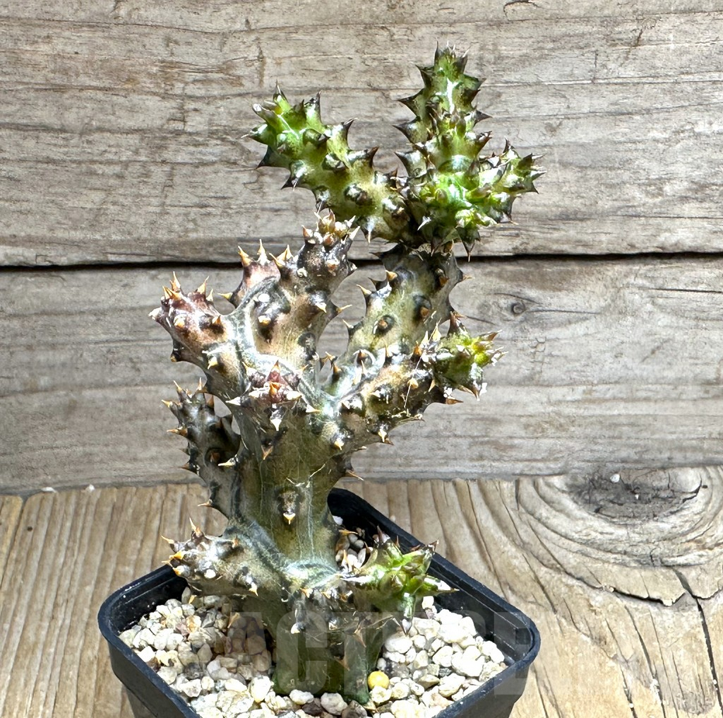 SHPR30456 Edithcolea grandis