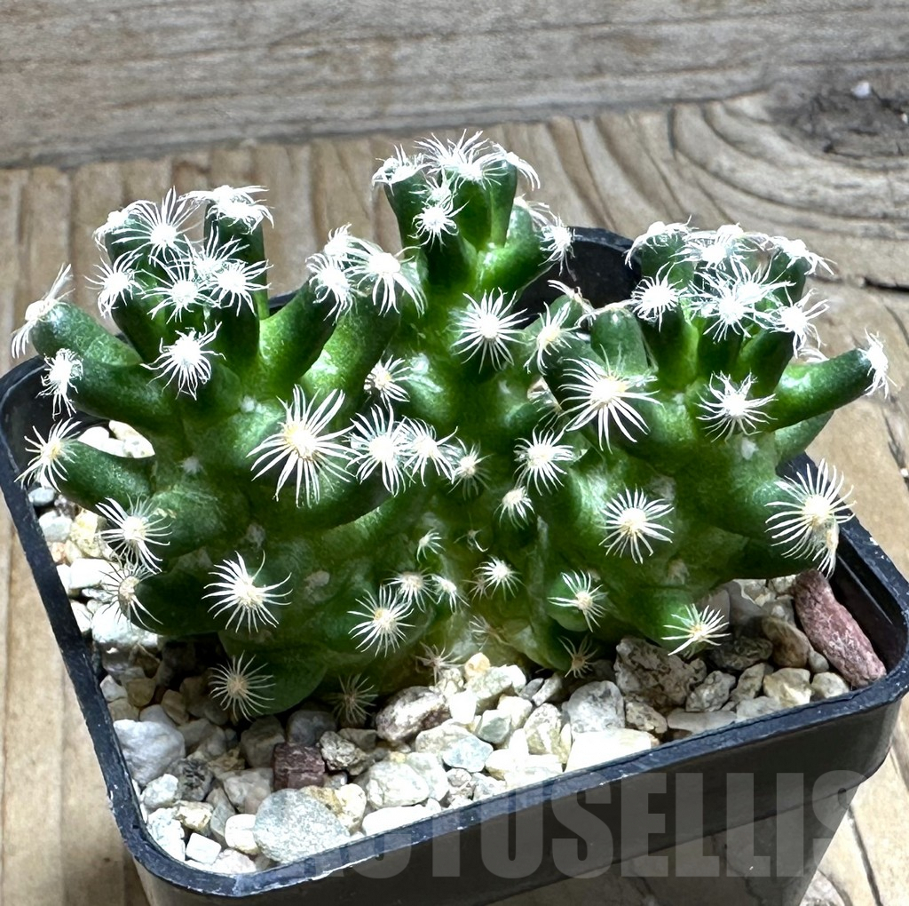 SHPR30457 Mammillaria saboae ssp. roczekii - Зображення 2