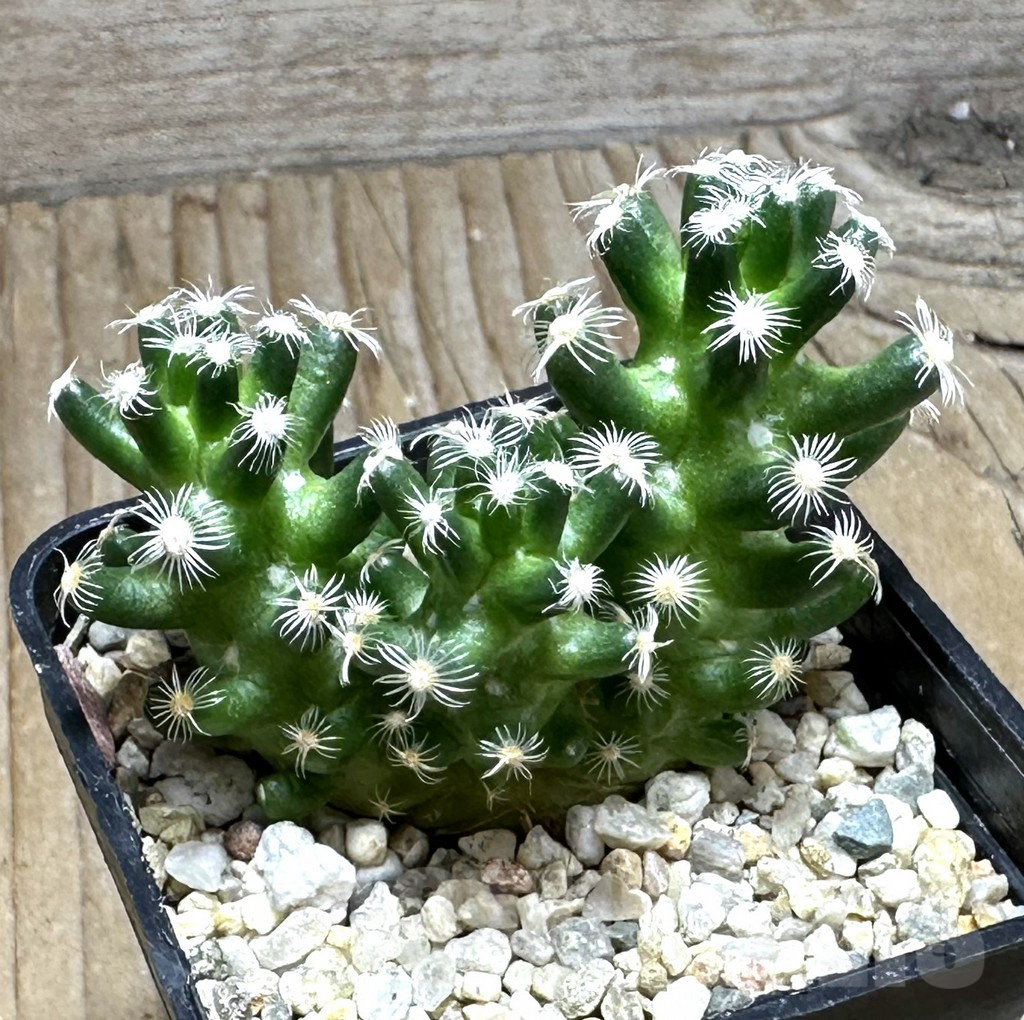 SHPR30457 Mammillaria saboae ssp. roczekii