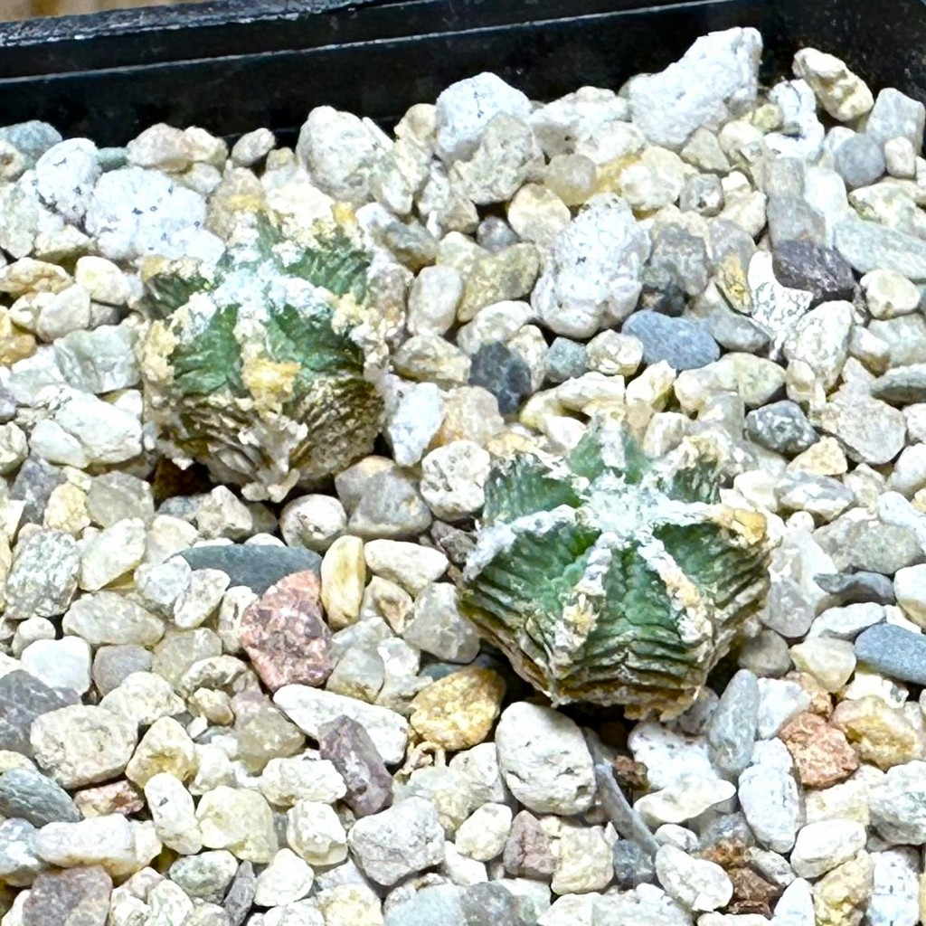 SHPR30458 Aztekium hintonii, 2 plants
