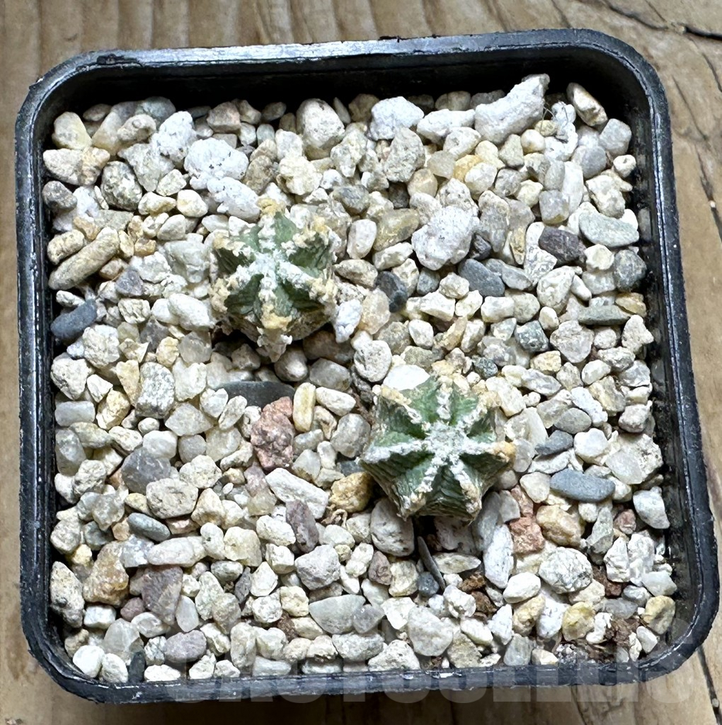 SHPR30458 Aztekium hintonii, 2 plants - Зображення 2