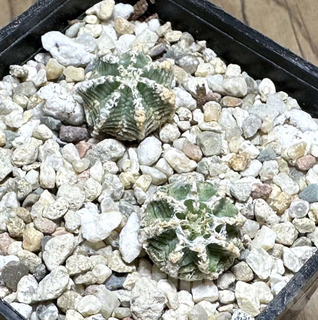 SHPR30459 Aztekium hintonii, 2 plants