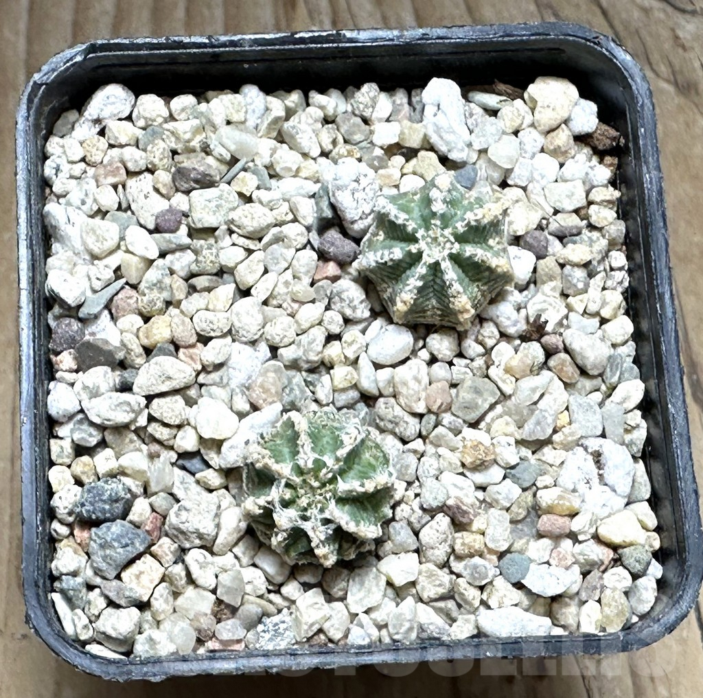 SHPR30459 Aztekium hintonii, 2 plants - Зображення 2