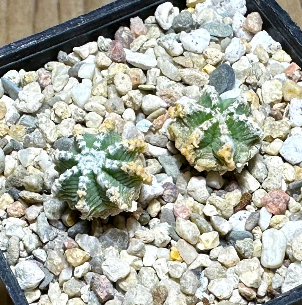 SHPR30460 Aztekium hintonii, 2 plants