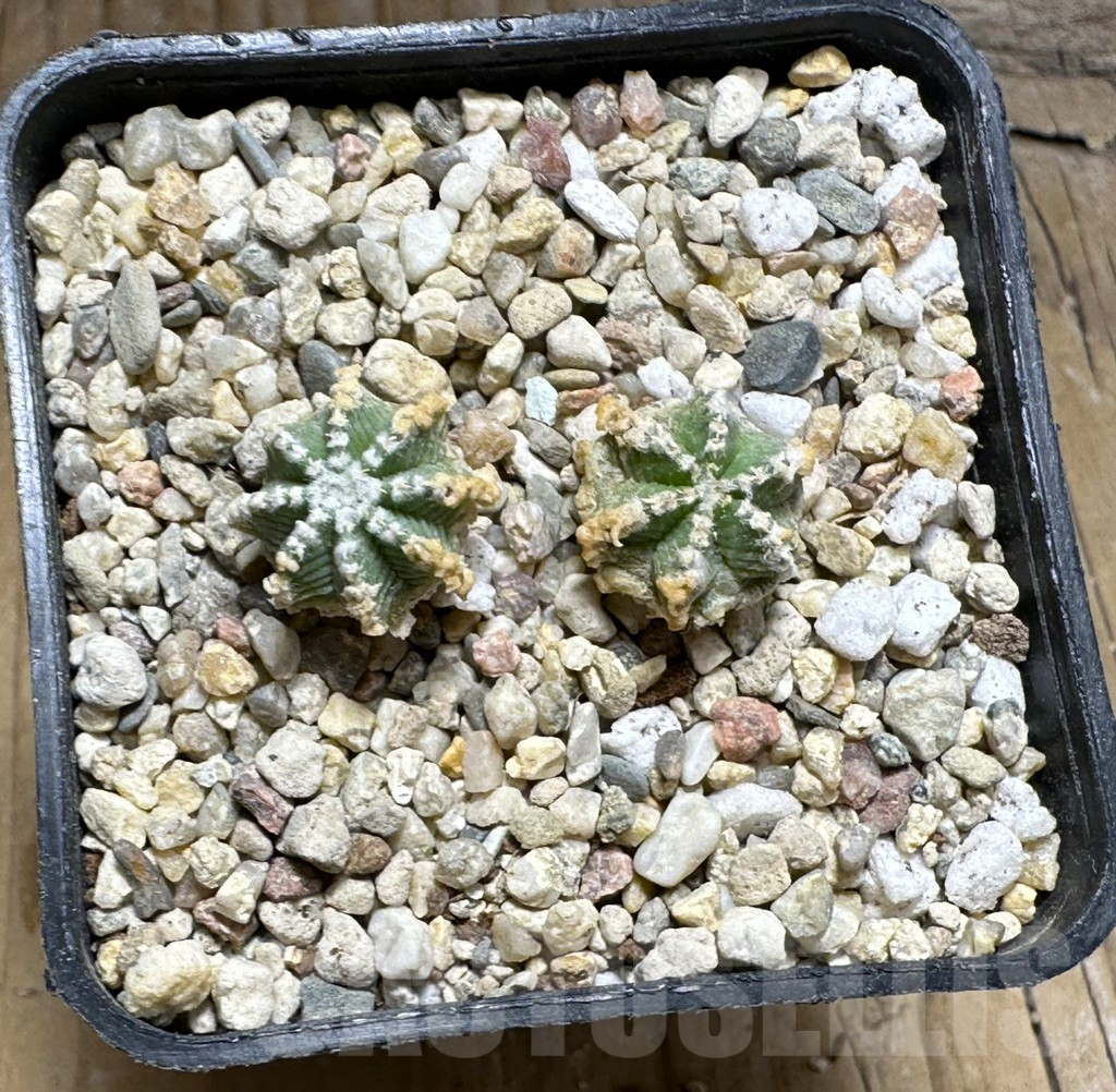 SHPR30460 Aztekium hintonii, 2 plants - Зображення 2