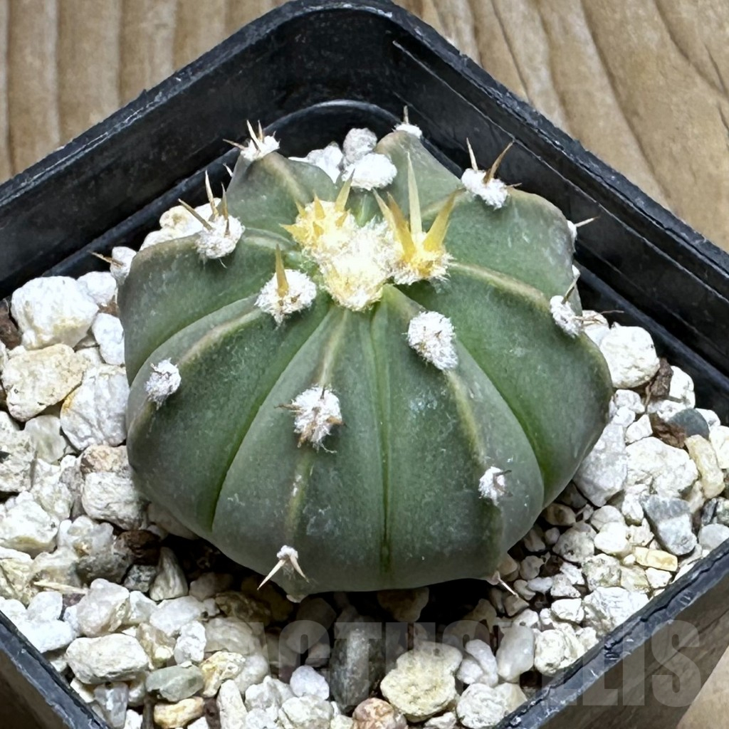 SHPR30466 Astrophytum asterias x senile v. aureum