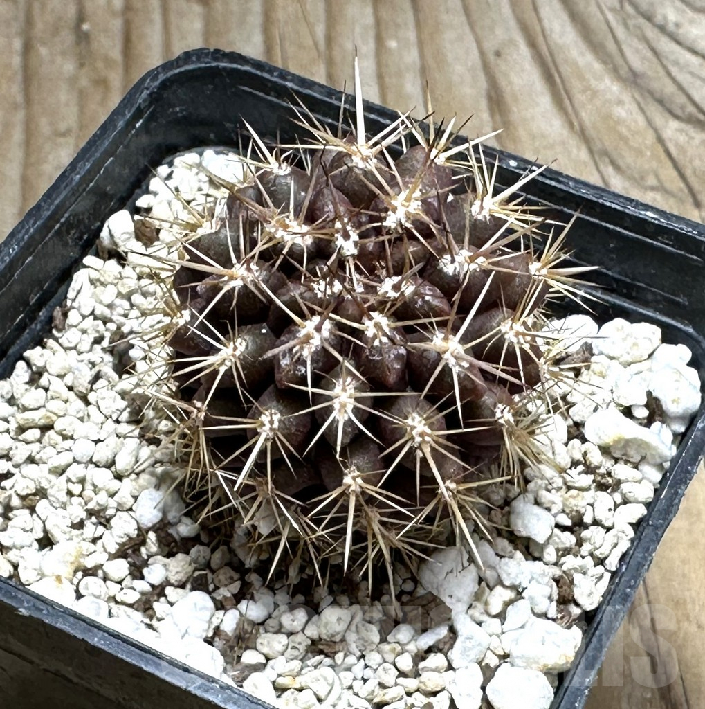 SHPR30468 Neoporteria curvispina M.G. 1030.74 - Obrázek 2