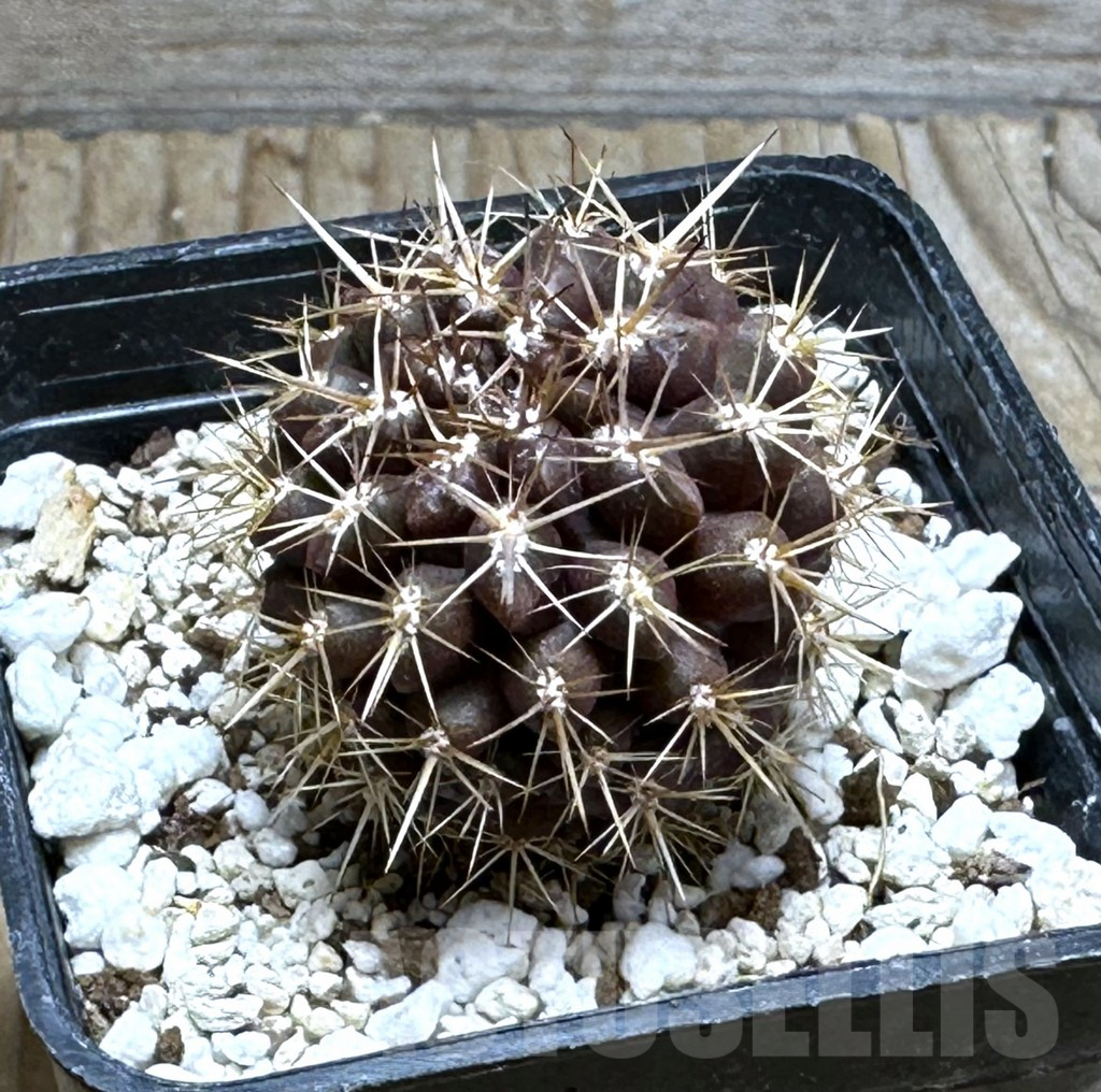 SHPR30468 Neoporteria curvispina M.G. 1030.74