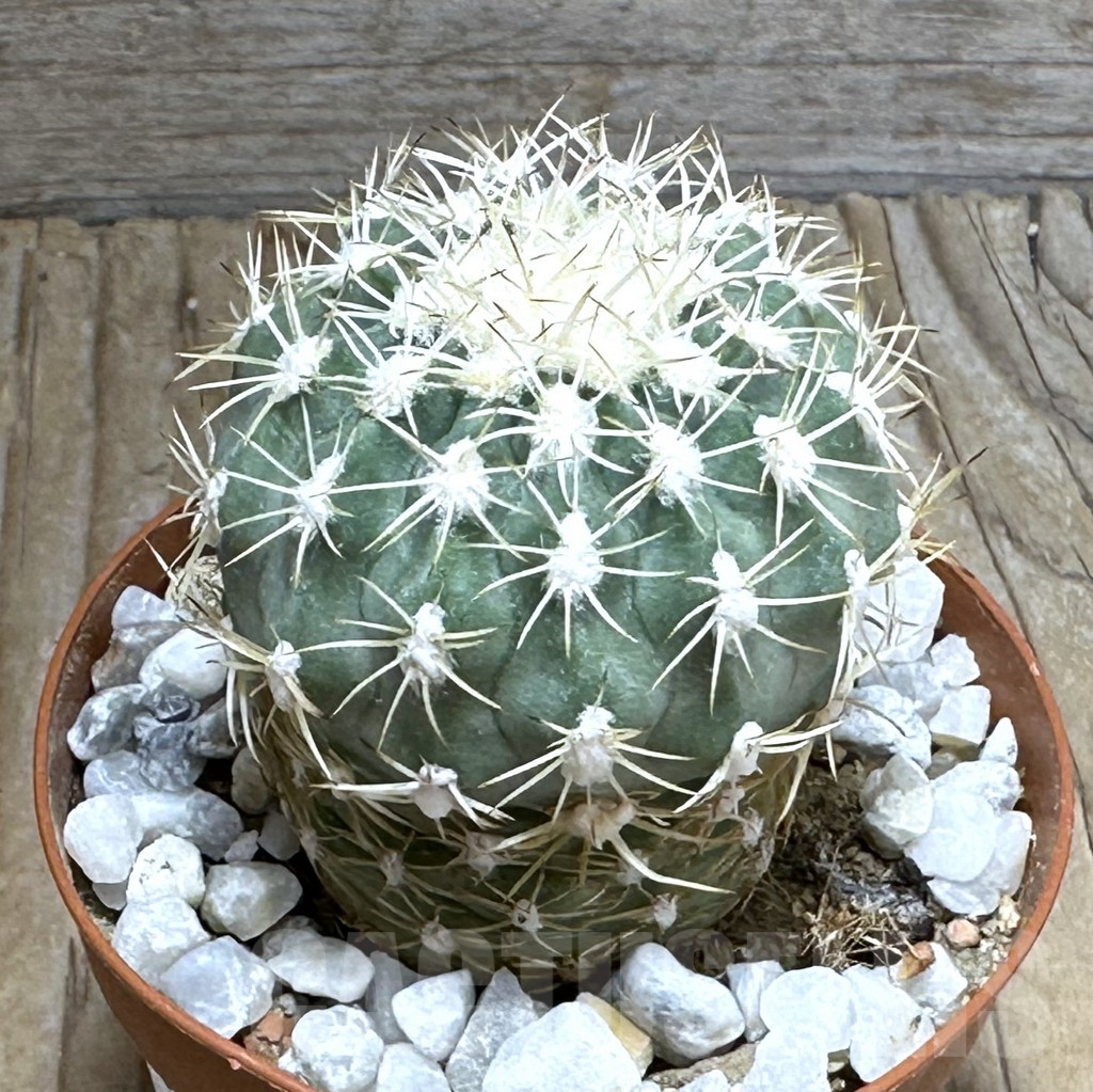 SHPR30472 Sclerocactus mesae-verdae SB 303, grafted