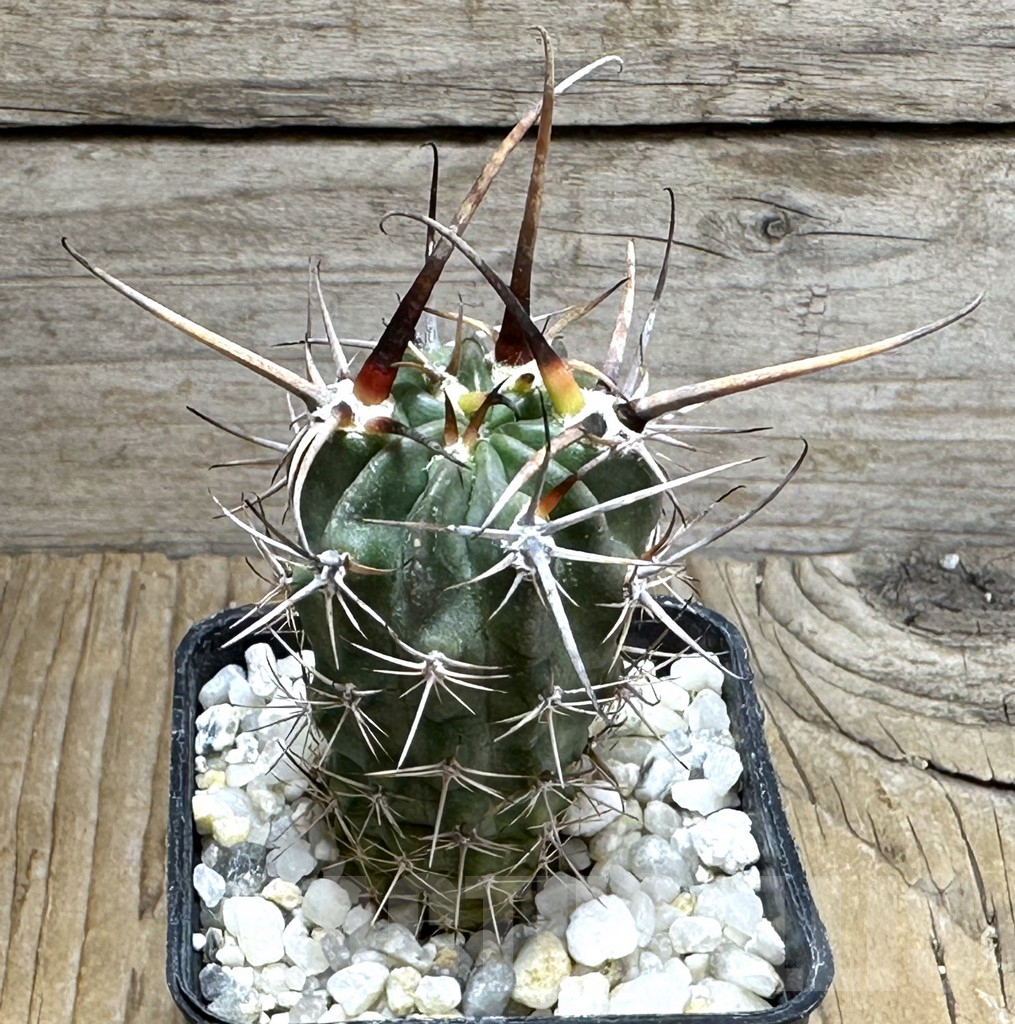 SHPR30476 Lobivia ferox VG 608