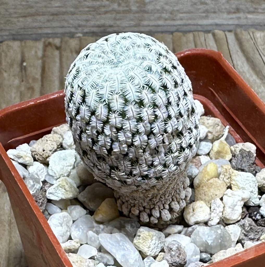 SHPR30477 Mammillaria pectinifera / Solisia pectinata