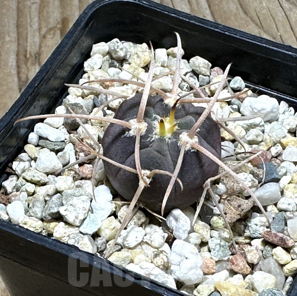 SHPR30488 Gymnocalycium cardenasianum 'Bison' - Imagen 2