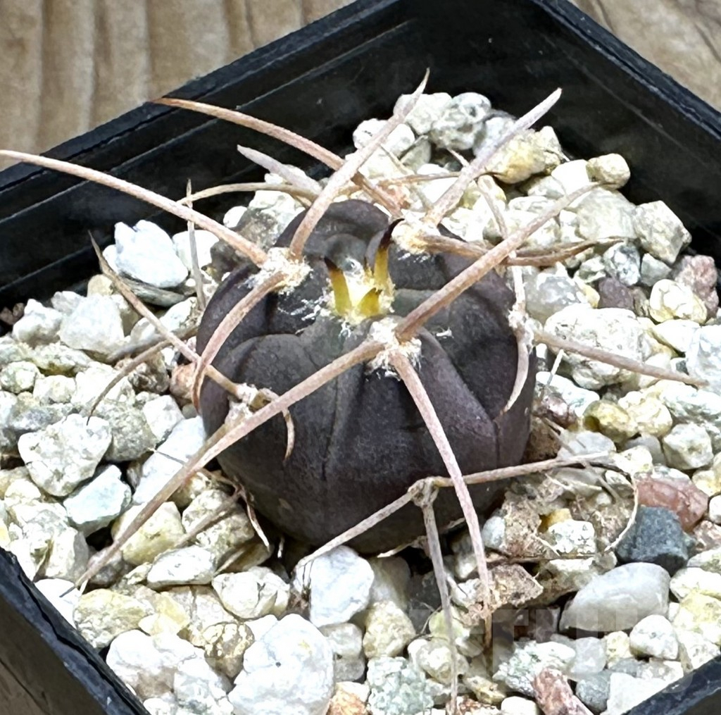 SHPR30488 Gymnocalycium cardenasianum 'Bison'